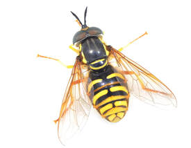 Photo of a hoverfly